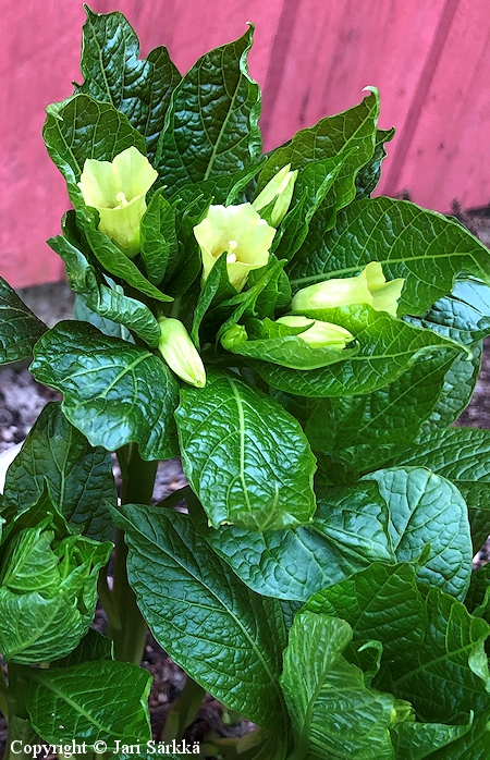 Scopolia carniolica var. brevifolia, skopolia